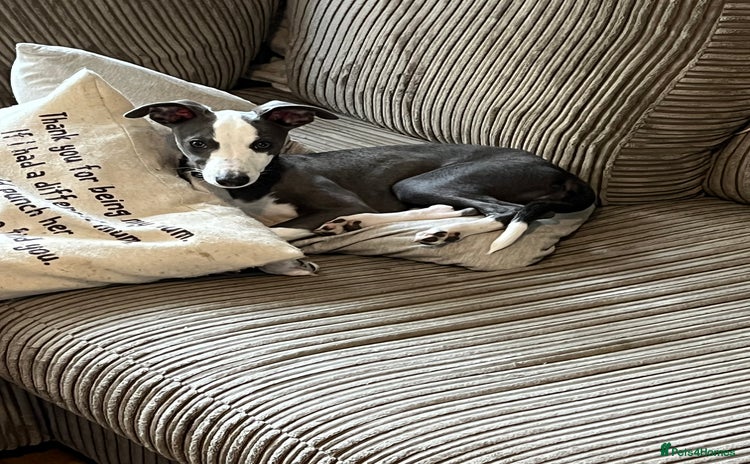 Whippet dogs - Advert 3