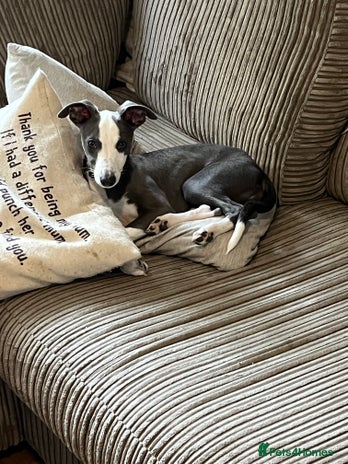 Whippet dogs - Advert 13