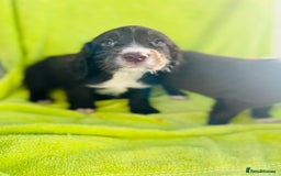 Cocker Spaniel dogs for sale: Ready now cocker spaniels  - Image 9