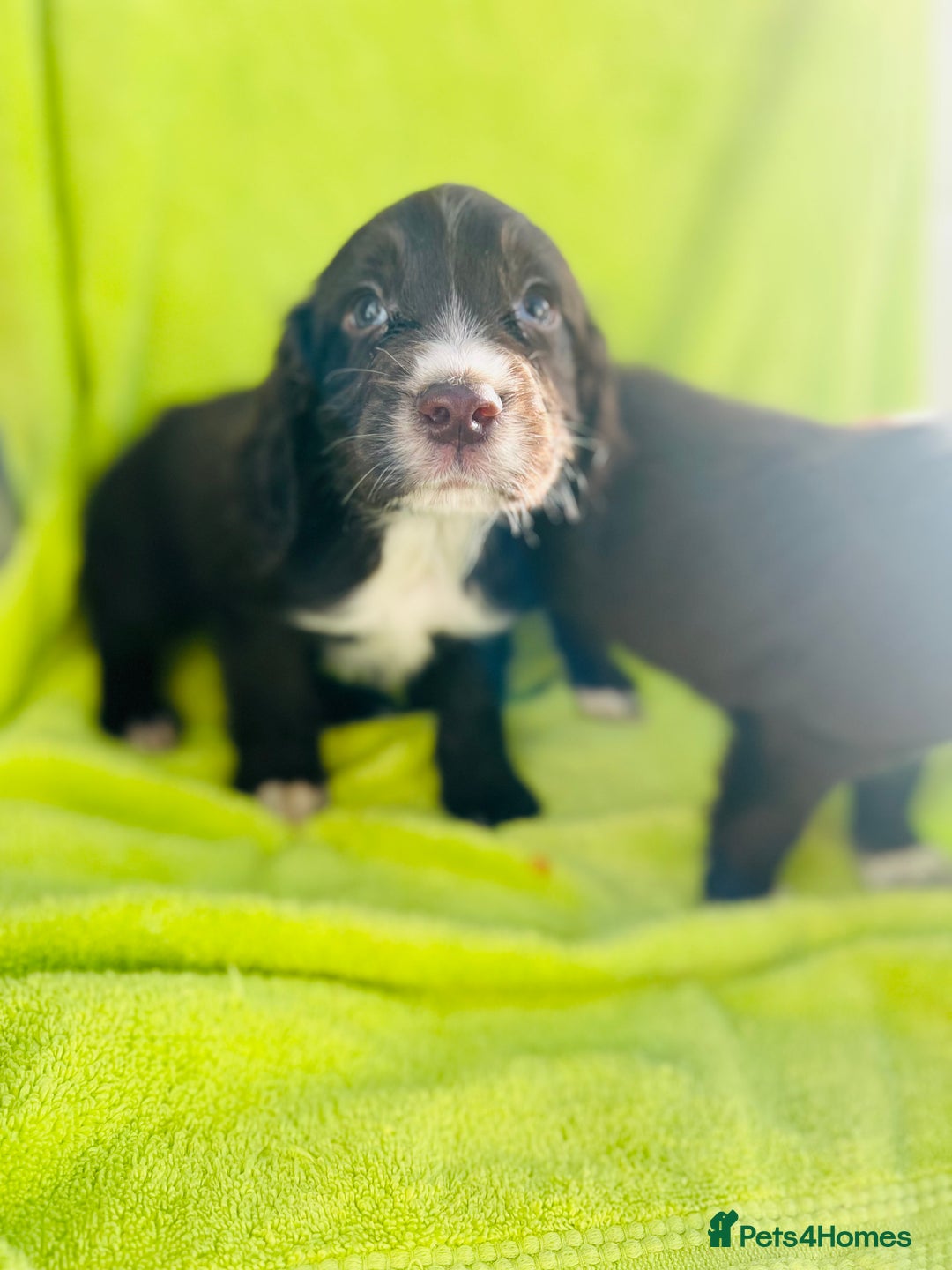 Cocker Spaniel dogs for sale: Ready now cocker spaniels  - Image 9