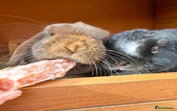 Mini Lop rabbits for sale: 2 mini lop ear rabbits plus full setup  - Image 3