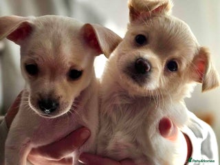 Pomchi dogs - Advert 1