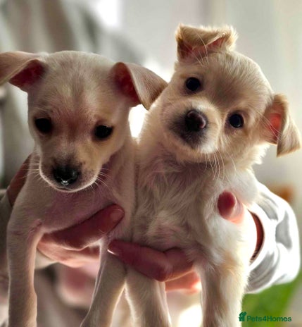Pomchi dogs - Advert 1