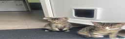 Mixed Breed cats for sale: Two Sisters 16 weeks old - Advert 6
