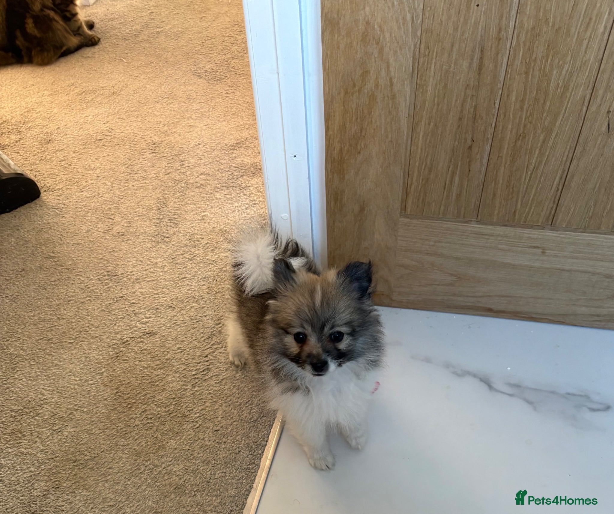 Pomeranian dogs READY NOW! 1 POMERANIAN GIRL AVAILABLE! - Advert 1