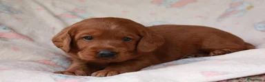 Mahogany Boy