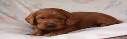Labradoodle dogs for sale: Extensively Health Tested F1 Labradoodle Puppies - Advert 3