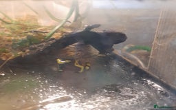 Gecko reptiles for sale: Geckos Fish Frogs full setups - Image 31