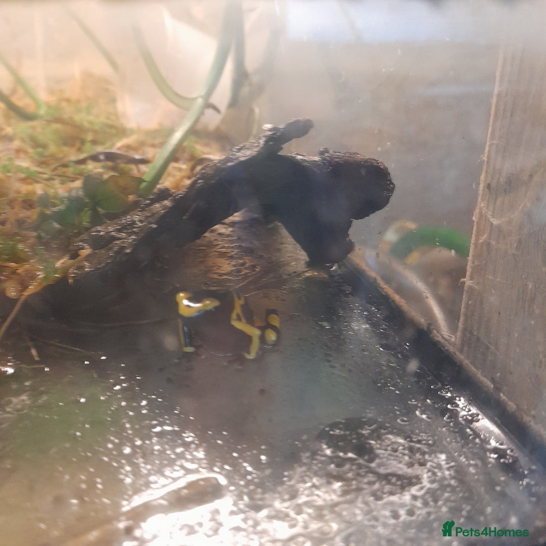 Gecko reptiles for sale: Geckos Fish Frogs full setups - Image 31