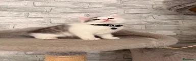 💙Kitten 2