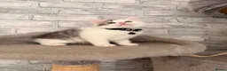 Mixed Breed cats for sale: Ragdoll X Turkish angora kittens for SALE !!! - Advert 20
