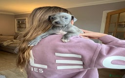 Italian Greyhound dogs for sale: 🐾kc registered Italian greyhound puppies 🐾 - Image 22