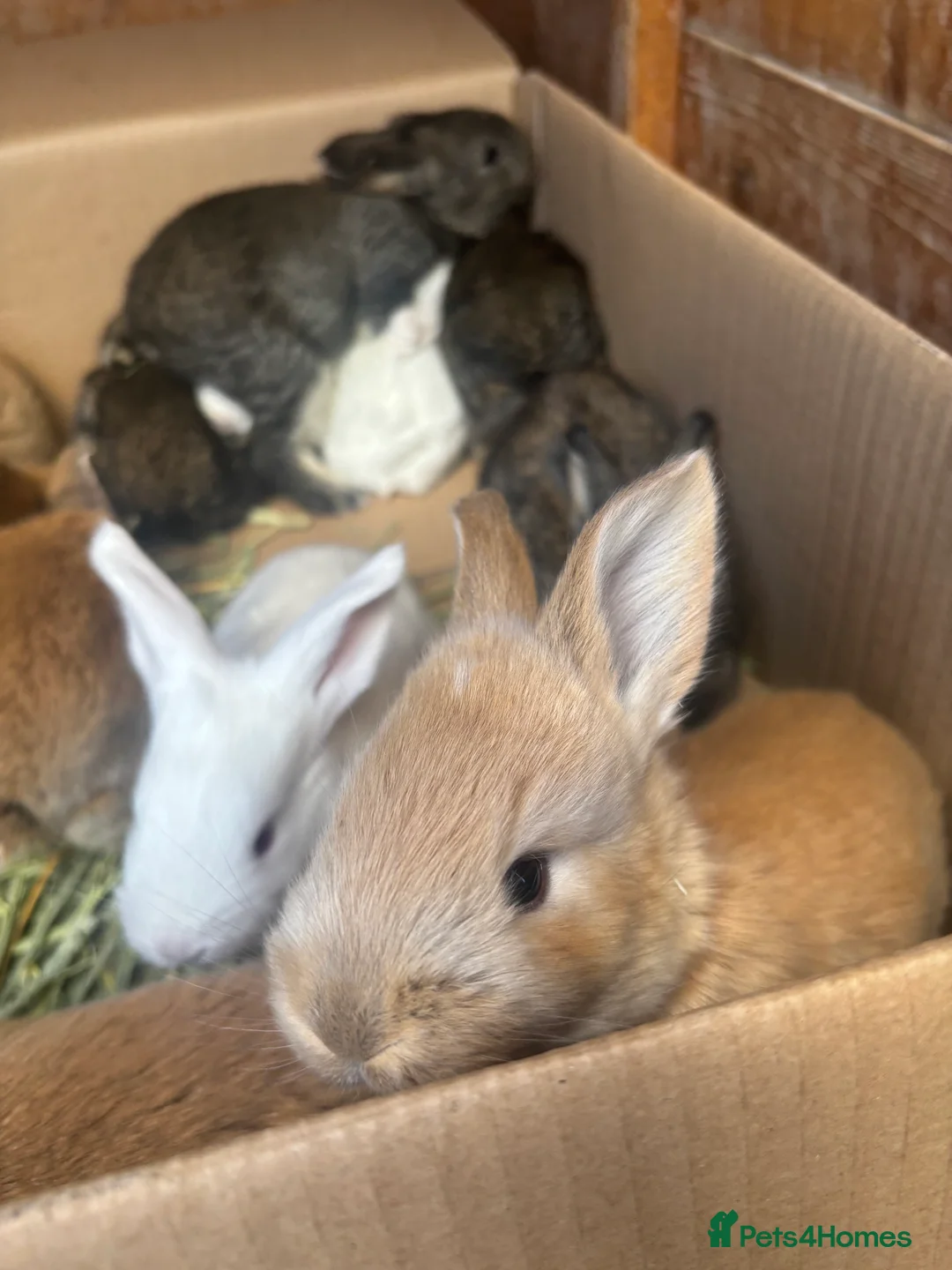 Flemish rabbits for sale: Adorable rabbits  in Stanford-le-Hope - Advert 2