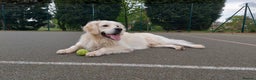 Golden Retriever dogs for stud: Polish Import KC registered Golden Retriever stud in Birmingham - Advert 3