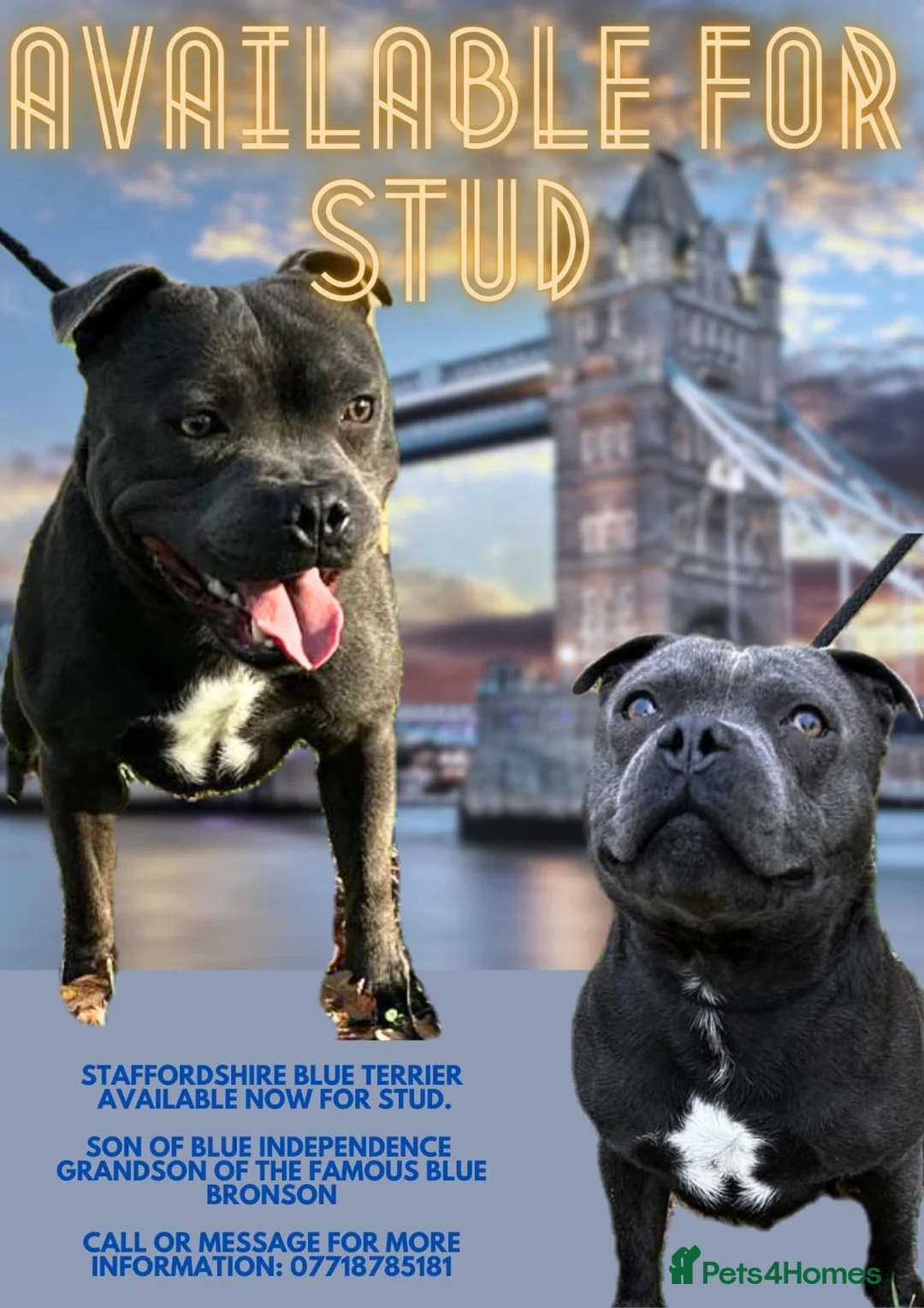 Staffordshire Bull Terrier dogs for stud: Exceptional Blue Staffordshire Stud Service -Milo in Brentford - Advert 1