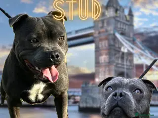 Staffordshire Bull Terrier dogs Exceptional Blue Staffordshire Stud Service -Milo in Brentford - Advert 22