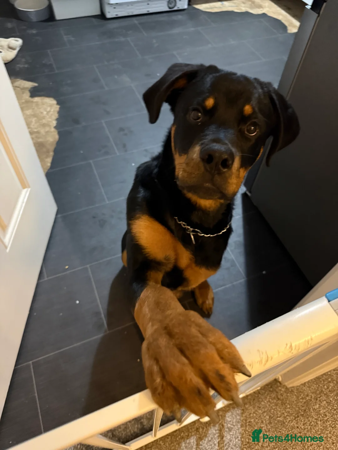 Rottweiler dogs for sale: Tank the Rottweiler  - Advert 8