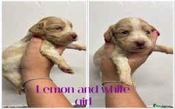 Cocker Spaniel dogs for sale: 🌟 cocker spaniel puppies 🌟 - Image 16