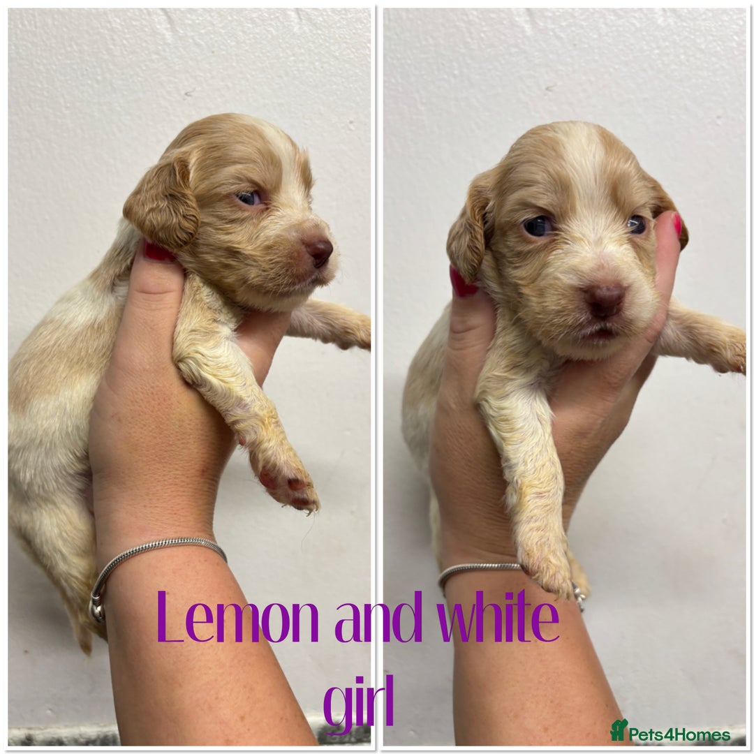 Cocker Spaniel dogs for sale: 🌟 cocker spaniel puppies 🌟 - Image 16