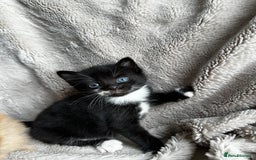 Mixed Breed cats for sale: Little hairballs  - Image 8