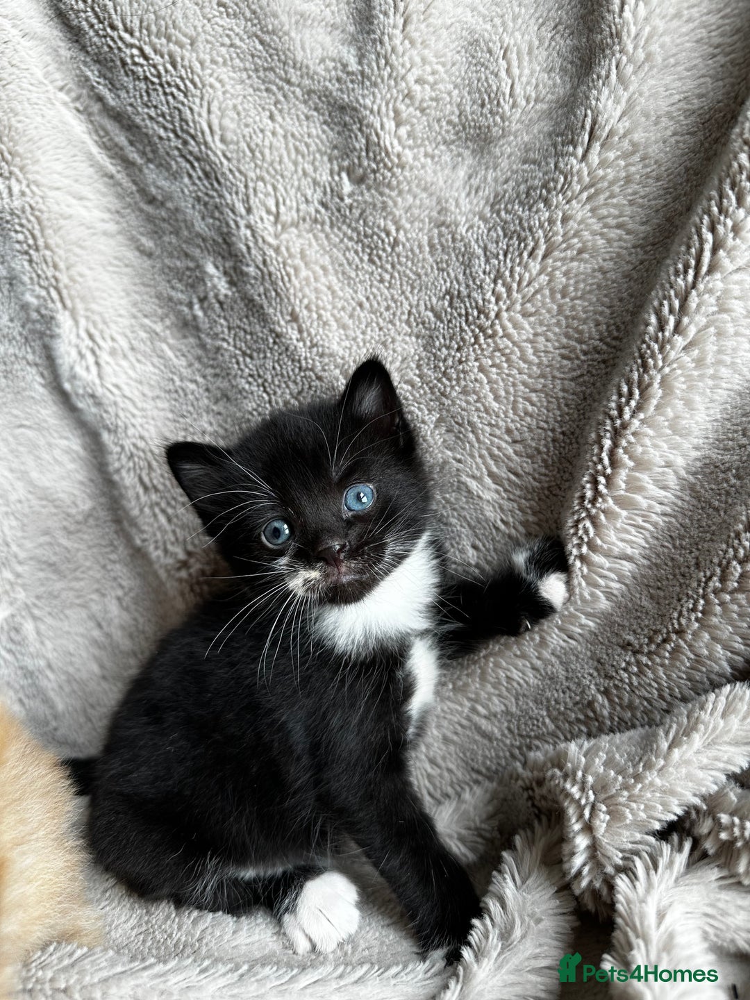 Mixed Breed cats for sale: Little hairballs  - Image 8