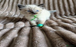 Ragdoll cats for sale: One seal Mink ragdoll remaining  - Advert 7