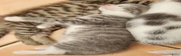 Mixed Breed cats for sale: Beautiful boy kittens - Advert 7