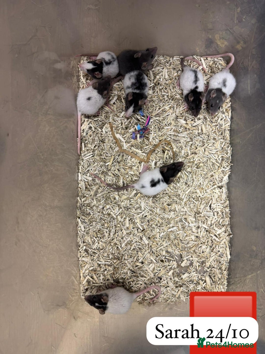 Rat rodents for sale: Beautiful baby full size and dwarf rats ready 9Dec - Advert 12
