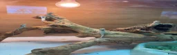 Bearded Dragon reptiles for sale: Baby Bearded Dragons. Visual Dunners & Hypos - Advert 5
