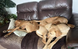 Labrador Retriever dogs for sale: Working/Active Pet - Image 26