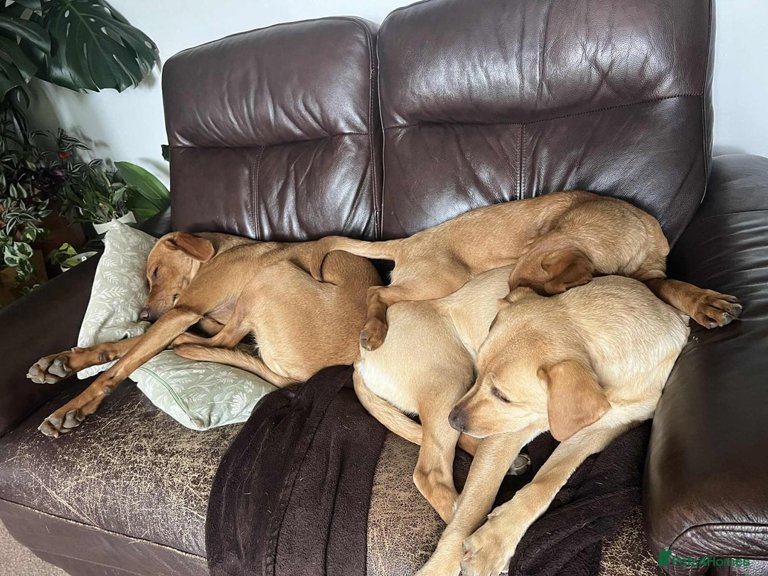 Labrador Retriever dogs for sale: Working/Active Pet - Image 26