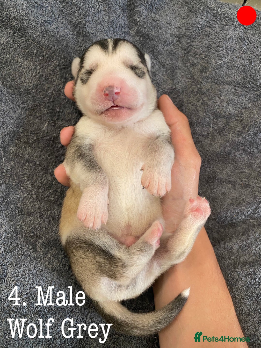 Mixed Breed dogs for sale: Malamute x Alaskan Shepherd Litter - Image 6