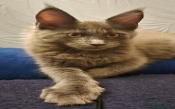 Maine Coon cats for sale: Maine Coon Glasgow AVAILABLE  - Image 32