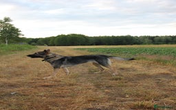 German Shepherd dogs for sale: Rescued  female Working Line German Shephard  - Image 7