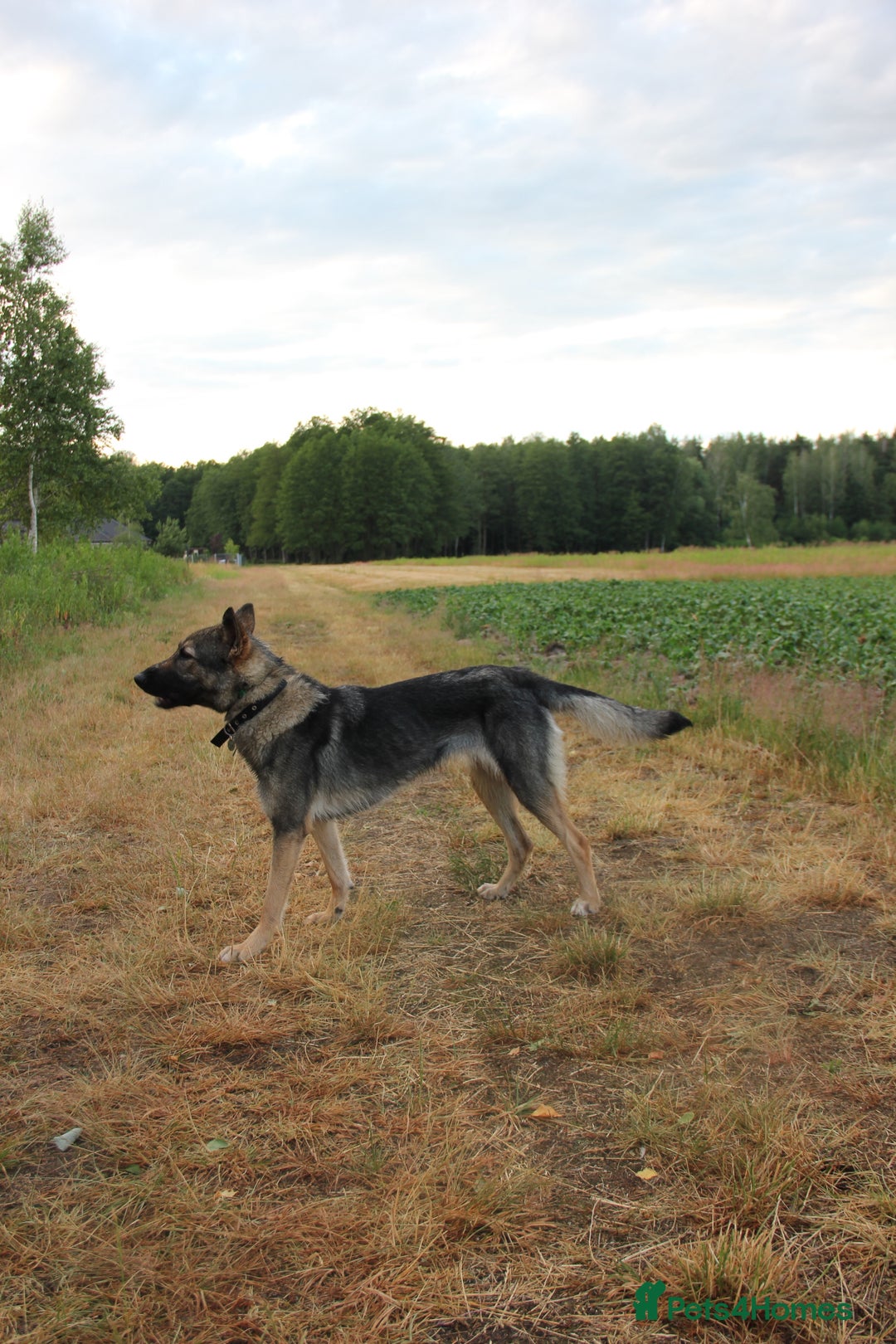 German Shepherd dogs for sale: Rescued  female Working Line German Shephard  - Image 7