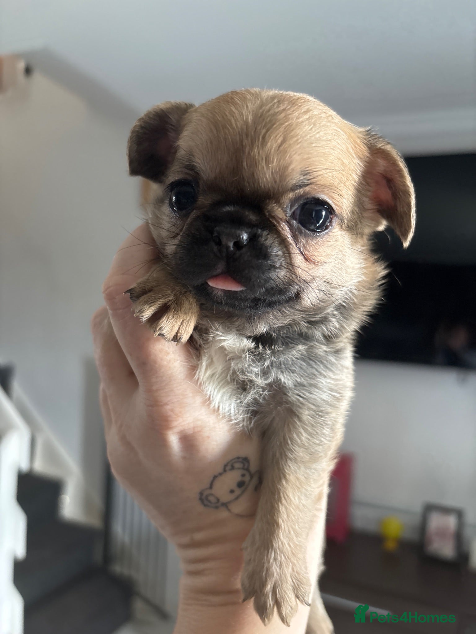 Mixed Breed dogs 6 little adorable small breed puppies, southampton - Advert 2