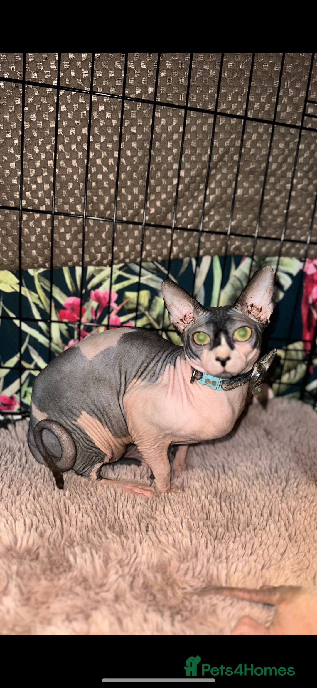 Sphynx cats for sale: Male Sphynx – Sidrick – 1½ Years Old - Advert 3