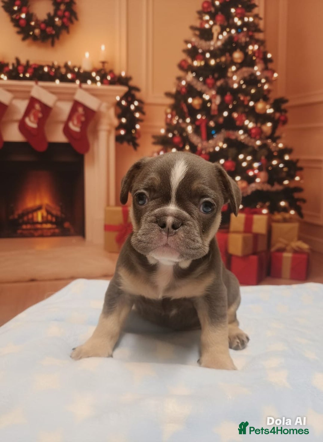 French Bulldog dogs for sale: Beautiful blue and tan French bulldogs  - Advert 13