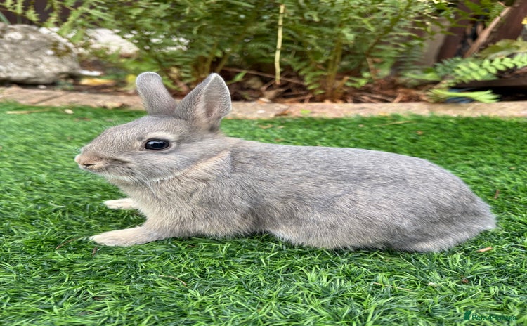 Netherland Dwarf rabbits - Advert 1