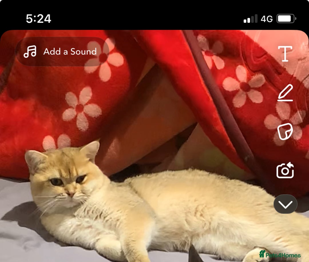 British Shorthair cats for sale: got 3 kittens for sale - Advert 2