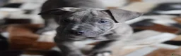 American Bull Staffy dogs for sale: American Staffordshire Terrier - Advert 1