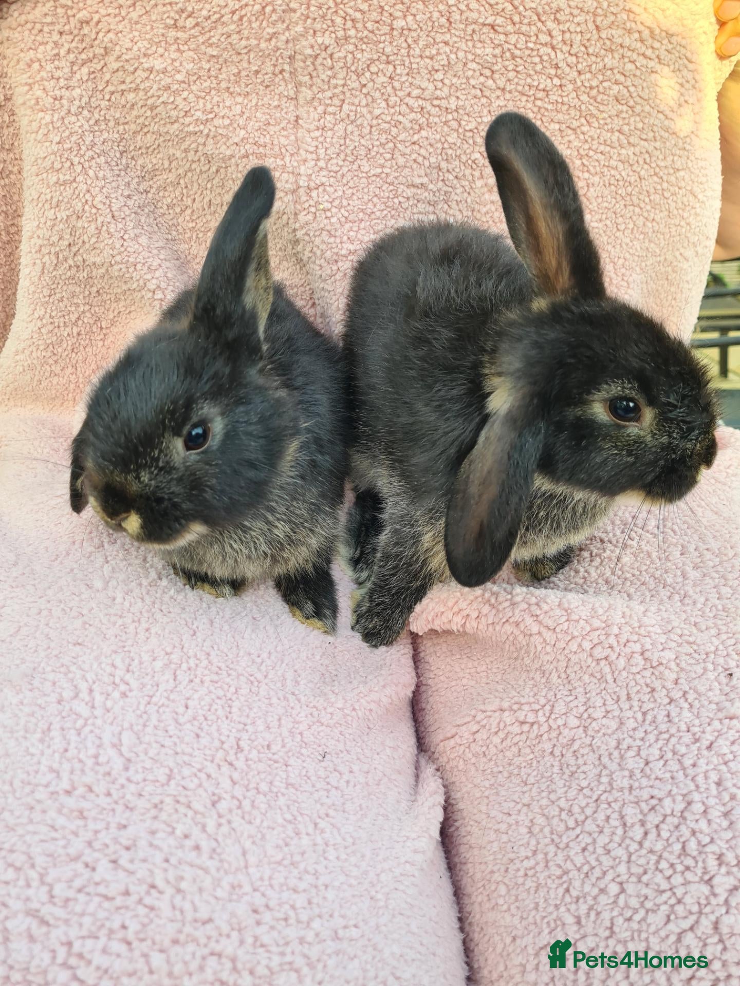 Mini Lop rabbits Mini Lops - Advert 4