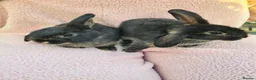 Mini Lop rabbits for sale: Baby Lops - Advert 1