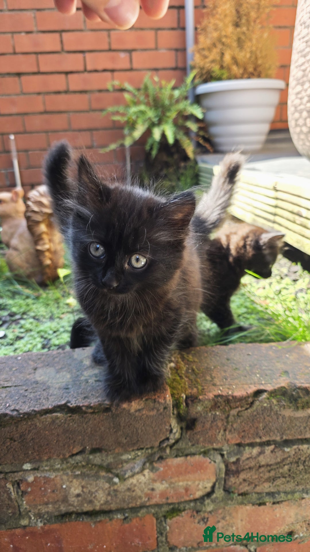 Turkish Angora cats for sale: Turkish Angora Kittens – Playful Boy & Girl - Image 7