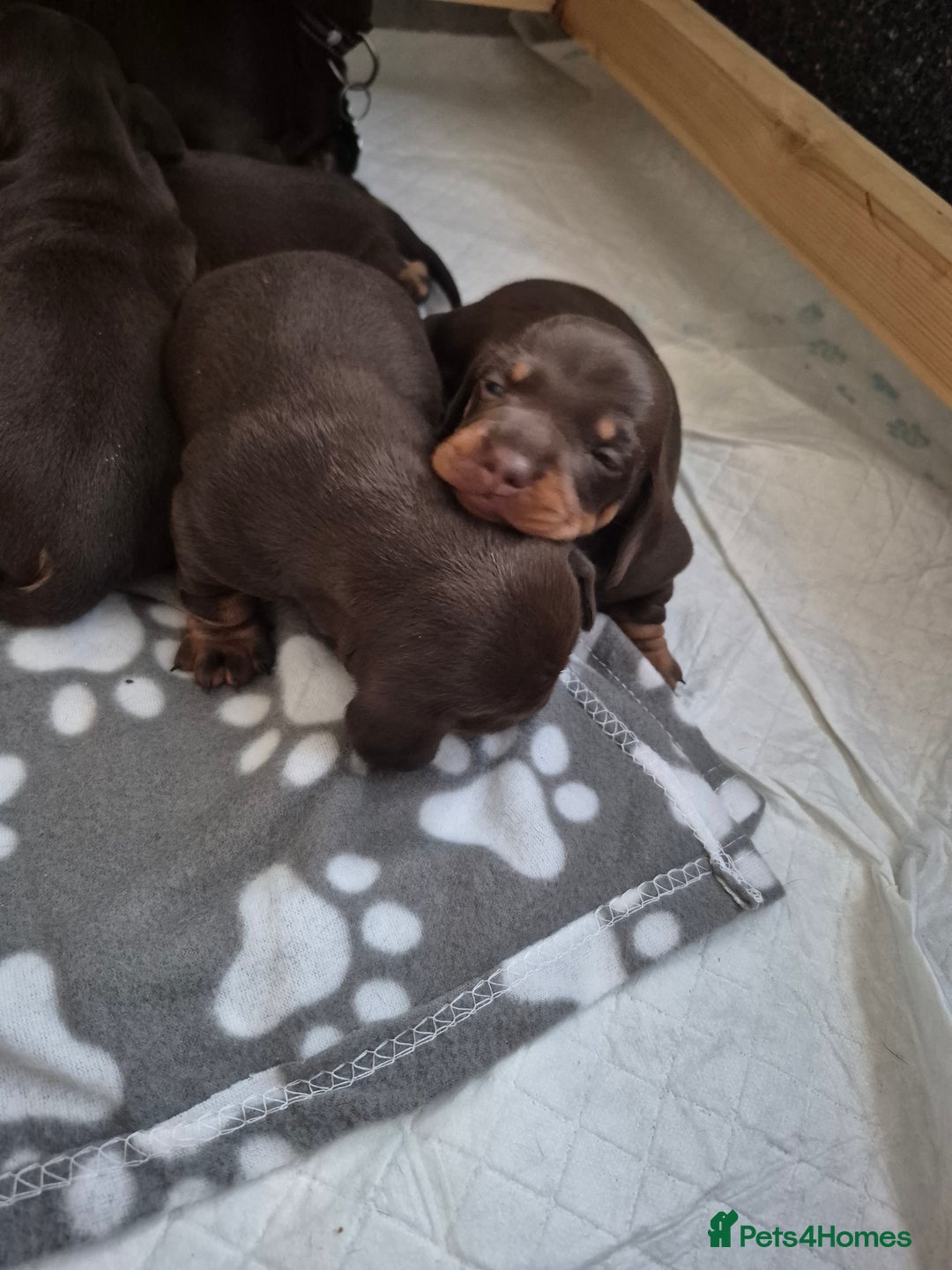 Miniature Dachshund dogs for sale: Miniature Dachshund  - Advert 5