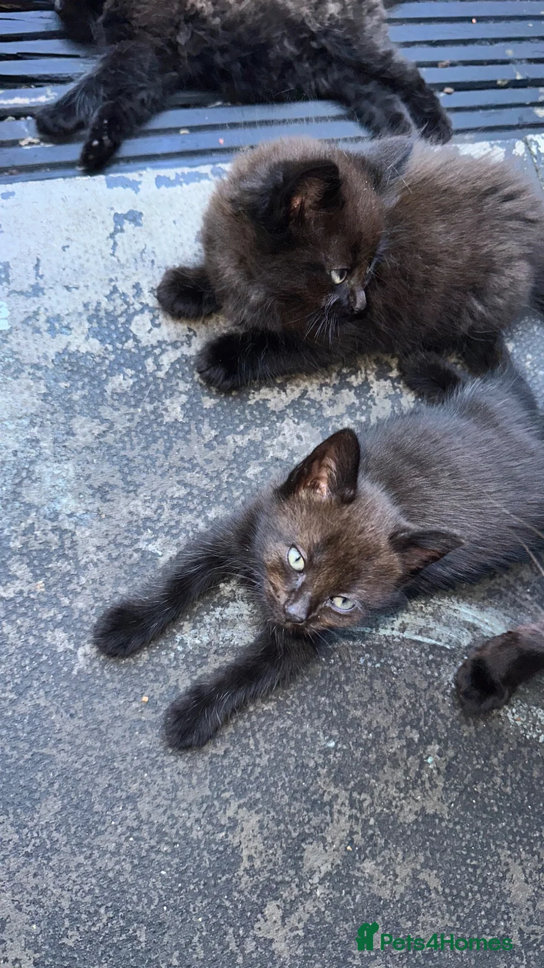 Mixed Breed cats for sale: Friendly & Cuddly Kittens (Ready to go) - Advert 7