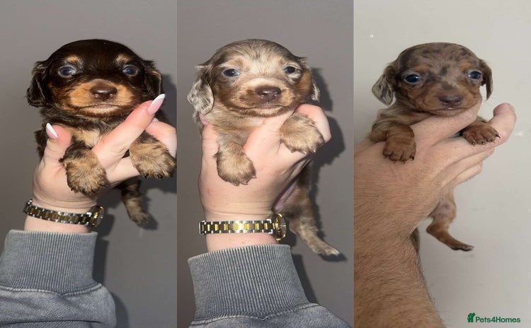 Miniature Dachshund dogs - Advert 15