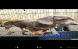 Miniature Dachshund dogs for sale: PRA CLEAR GORGEOUS MIN DACHSHUNDS  - Image 28