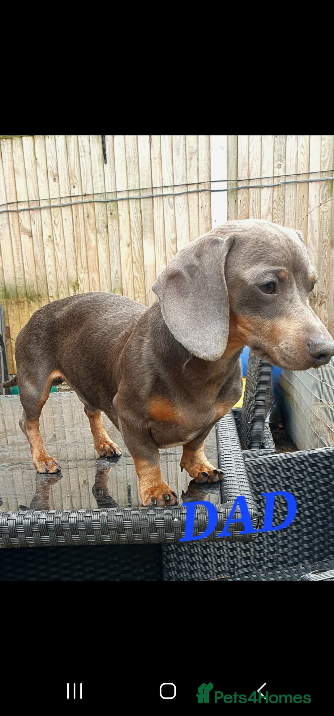 Miniature Dachshund dogs for sale: PRA CLEAR GORGEOUS MIN DACHSHUNDS  - Image 28
