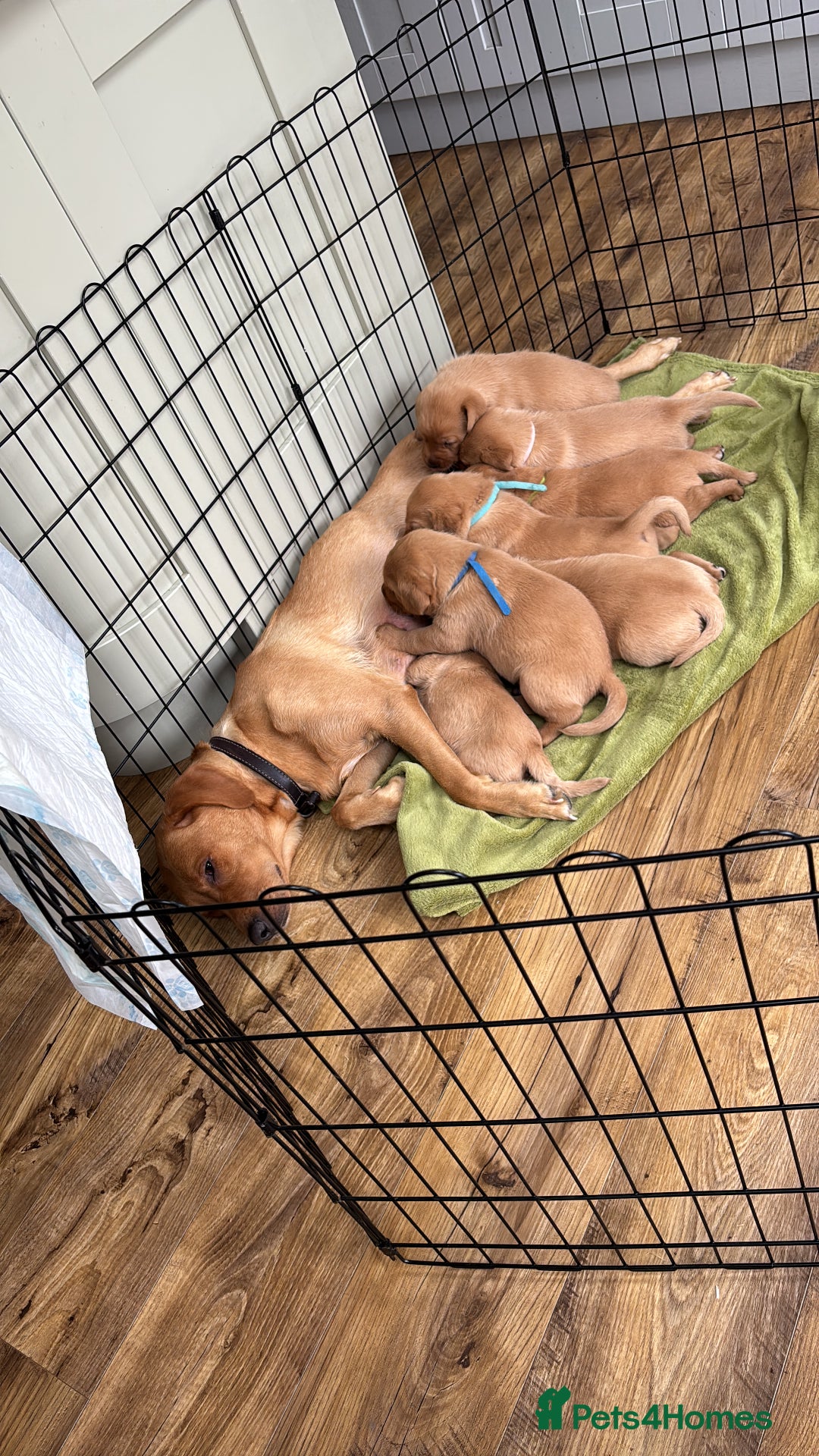 Labrador Retriever dogs for sale: Gorgeous Red Labrador Pups - Image 8